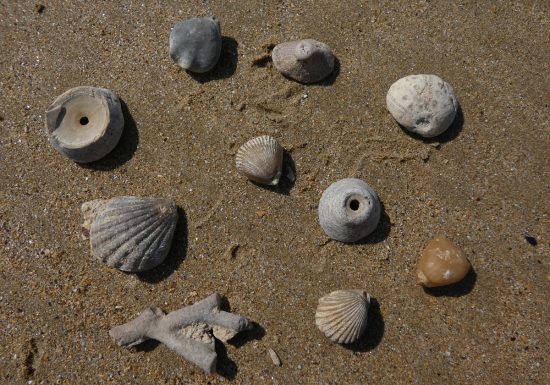 geologic-diffusion-fossiles-coquillages