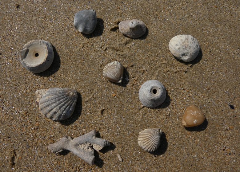 Sortie ludique géologie fossiles coquillages lion sur mer normandie
