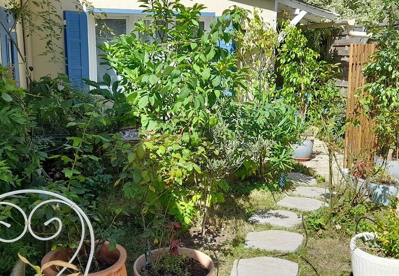 jardin et terrasse août 2025