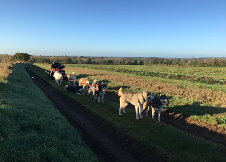 Découvrez le métier de musher au Will to Go park de Lénault Condé-en-Normandie