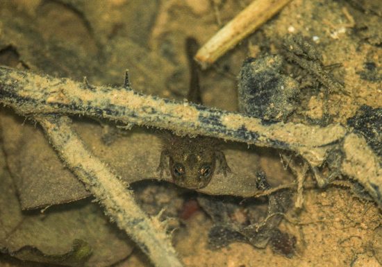 salamandre 5 – ENS Bois du Caprice – Mai 2021 ©Séverine Legrain (54)