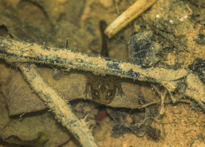 salamandre 5 – ENS Bois du Caprice – Mai 2021 ©Séverine Legrain (54)
