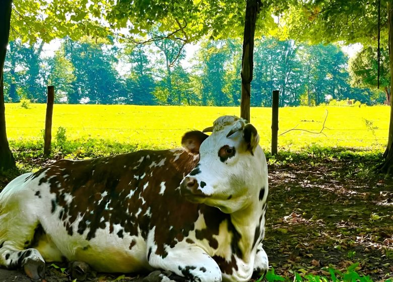 vaches-ferme-pedagogique-en-Normandie